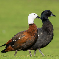 Paradise Shelduck